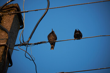 Common starlings (Sturnus vulgaris) sitting on the wire of low voltage overhead power line