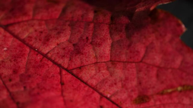 4K Close up of a colorful and beautifully textured autumn leaf. Macro video. The elegant shadows and highlight bring the delicate texture of the autumn leaf to life. Stone background.