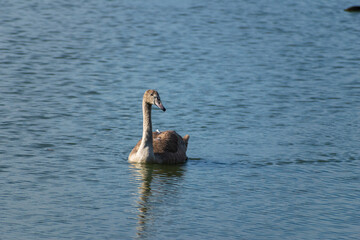 A mute swan cygnet