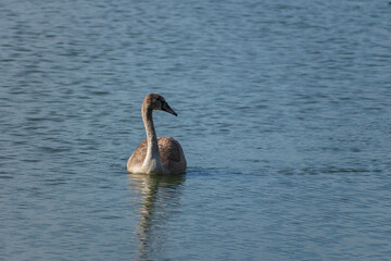 A mute swan cygnet