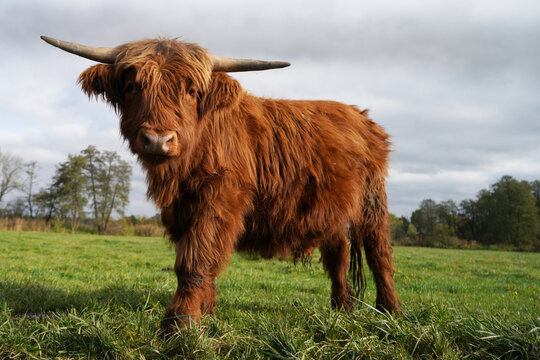 highlander cow in a pasture