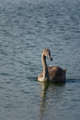 A mute swan cygnet