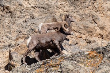 Colorado Rocky Mountain Bighorn Sheep