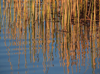 Colorful reeds reflect in water