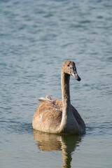 A mute swan cygnet
