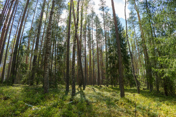 Early morning with sunrise in spruce forest