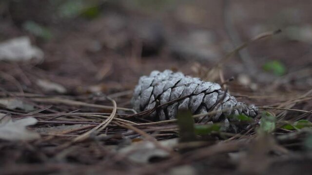 pine cone on the wet forest floor