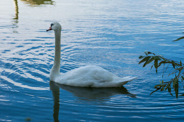 A mute swan