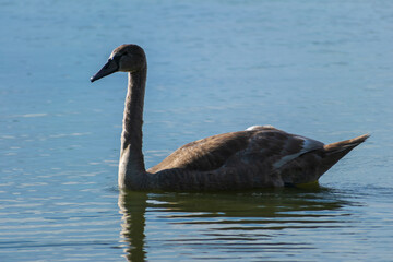 A mute swan cygnet