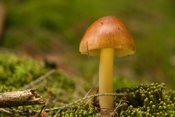 mushroom in the forest
