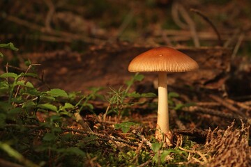 mushroom in the forest
