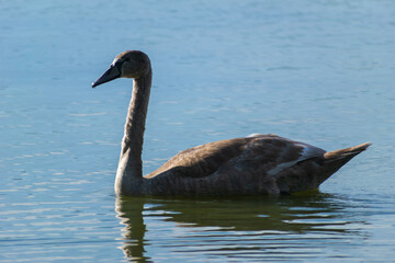 A mute swan cygnet