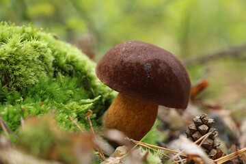 mushroom in the moss