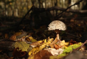 mushroom in the forest