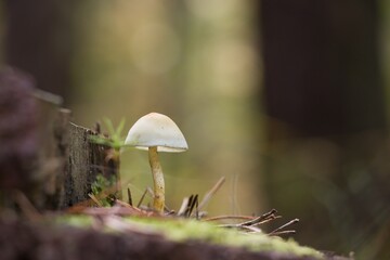 mushrooms in the forest