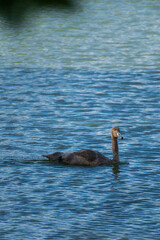 A mute swan cygnet