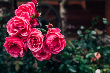 pink roses outside in raindrops