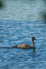 A mute swan cygnet