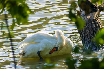 A mute swan