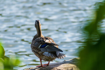 A mallard by a lake