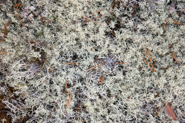 moss yagel grass in Karelia food for moose