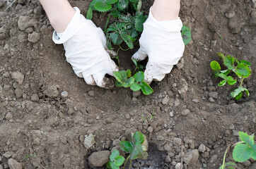 A woman is planting strawberries in her vegetable garden.