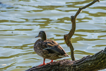 A mallard by a lake