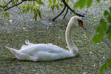 A mute swan