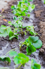 Plantation of young strawberry bushes. Autumn strawberry transplant.