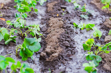 Plantation of young strawberry bushes. Autumn strawberry transplant.