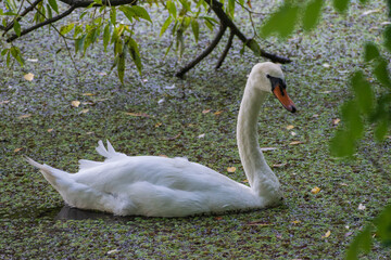 A mute swan