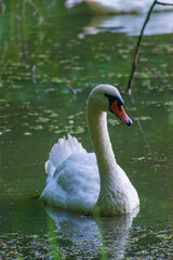 A mute swan