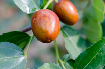 Ripe fruits of Chinese date on a tree branch close up
