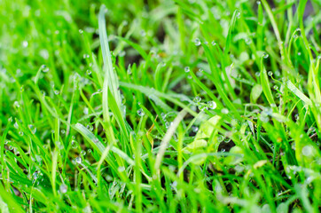Water droplets on green grass close up.