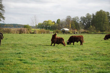 cows grazing in a field