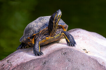 Florida painted turtle