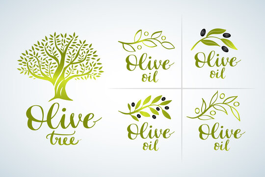 Natural olive oil tree logo for olive grove. Olive Oil Logo set and brush lettering , label, organic product. Vector olive branch with leaf and drupe, vector logo