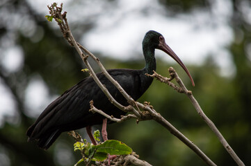 Pájaro de gran pico