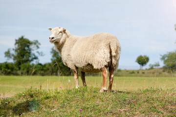 smiling sheep standing at sunlight. Summertime in Farmland. Wild animals - sheep portrait. Farmland View of a Woolly Sheep in a Green forest Field