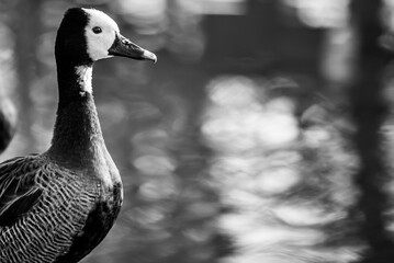 The white faced whistling duck