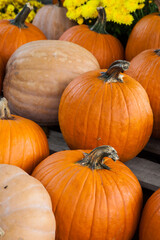 Numerous plump orange pumpkins