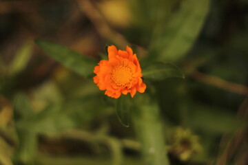 pomarańczowy  mały  kwiatek   widziany  z  bliska  w  ogrodzie  