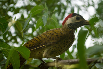 Pájaro carpintero