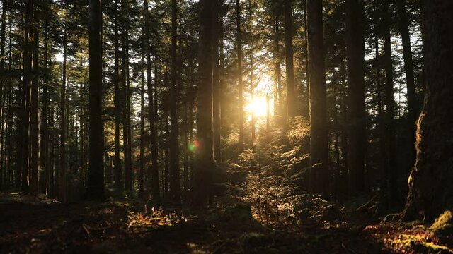 Coucher de soleil dans la forêt. Se promener dans les bois durant l'automne. Foret de pins en France et en Europe.