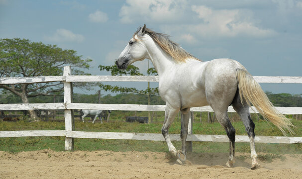 caballo