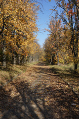 The road going through the autumn park on a sunny day.
