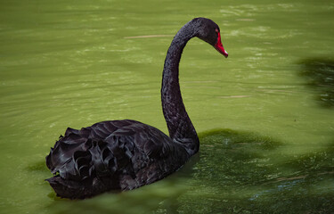 Obraz premium cisne negro en lago