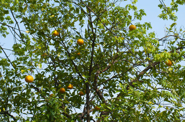 柑橘類の木