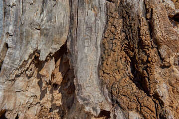 Old tree bark with gray tones
