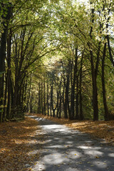 Fototapeta premium The road going through the autumn park on a sunny day.